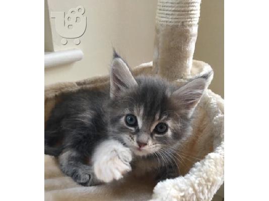 PoulaTo: Maine Coon γατάκια προς πώληση